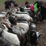 A crowd of sheeps