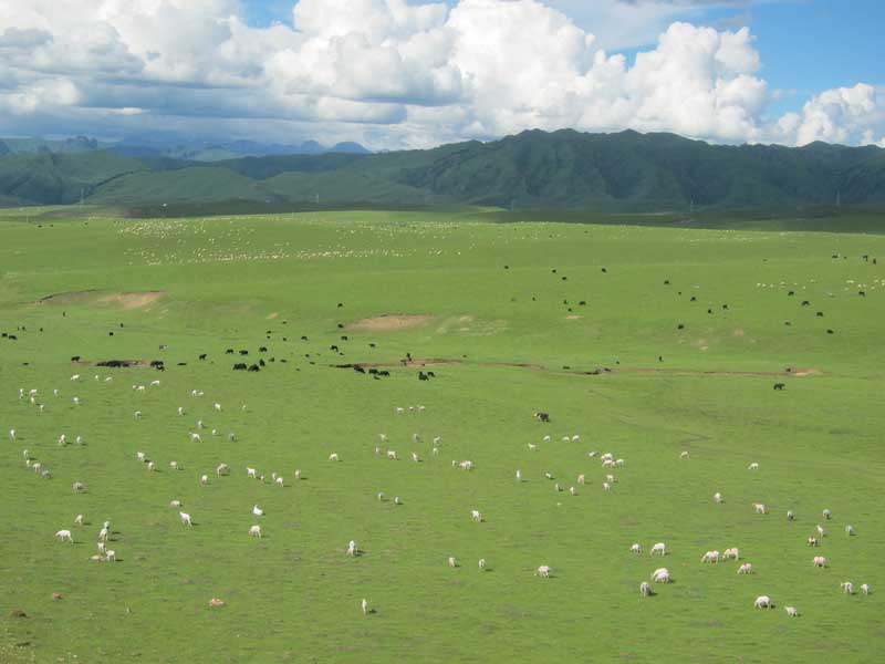 Langmusi