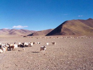 The Nomad and their sheeps camp near to Indus river souce
