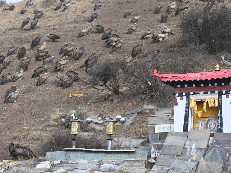 vultures at sky burial