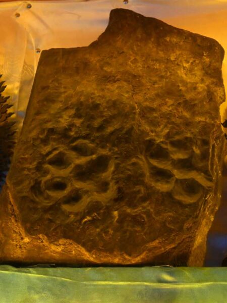 Yeshe-Tiger-footprints