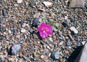 A flower grows in the wild on the land near Indus River