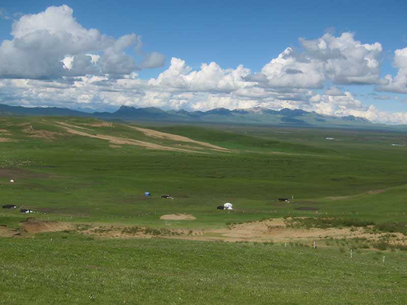 The grassland