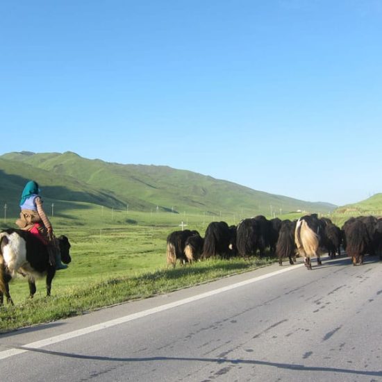 Kham Amdo Connection