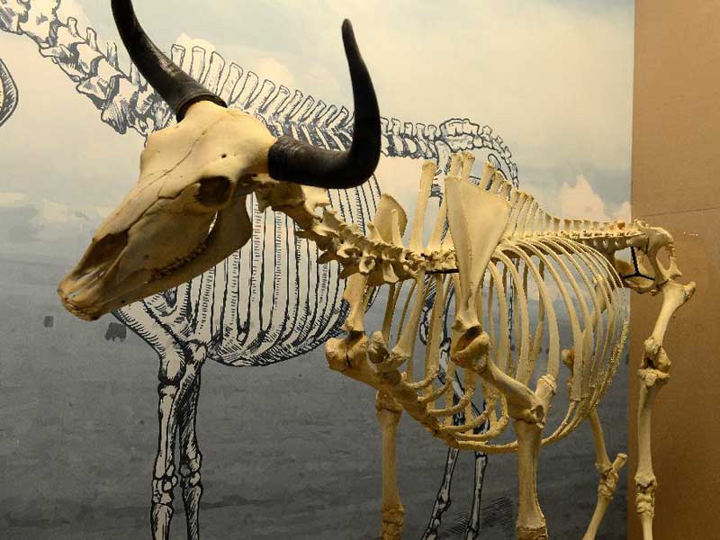 Lhasa Yak Museum Tibetan Trekking Travel Co